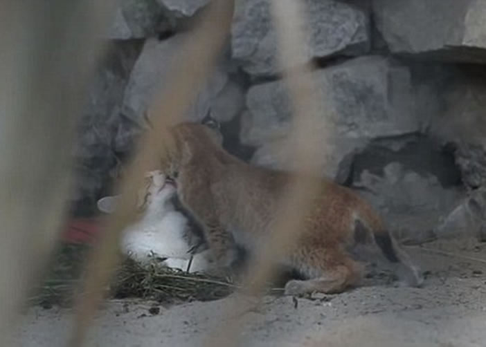 两只不同种类的猫相处非常融洽