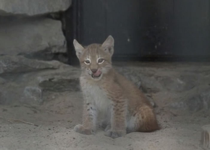 小山猫非常可爱