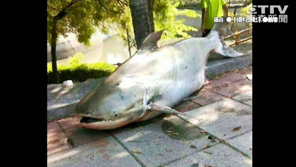 扁加秋司鲨？台湾高雄市内门区紫竹寺捕获1米长超级大鲶鱼