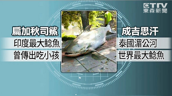 扁加秋司鲨？成吉思汗？世界最大鲶鱼曝踪。