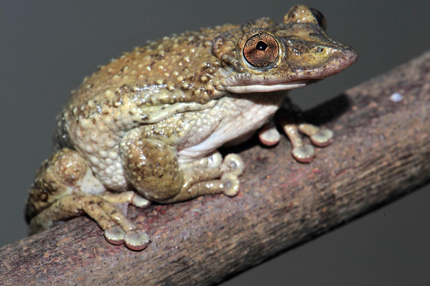 巴西雨蛙格林胄蛙（Corythomantis greeningi）