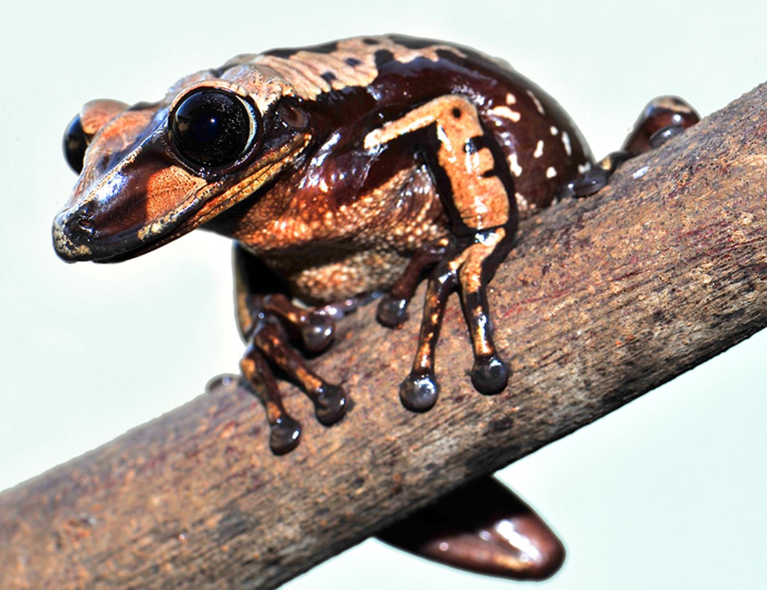 布鲁诺盔头蛙（Aparasphenodon brunoi）