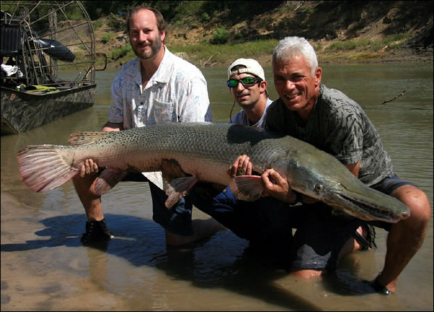 美洲的鳄嘴鱼(Alligator Gar)，也叫做鳄雀鳝，是全球最大的10种淡水鱼之一