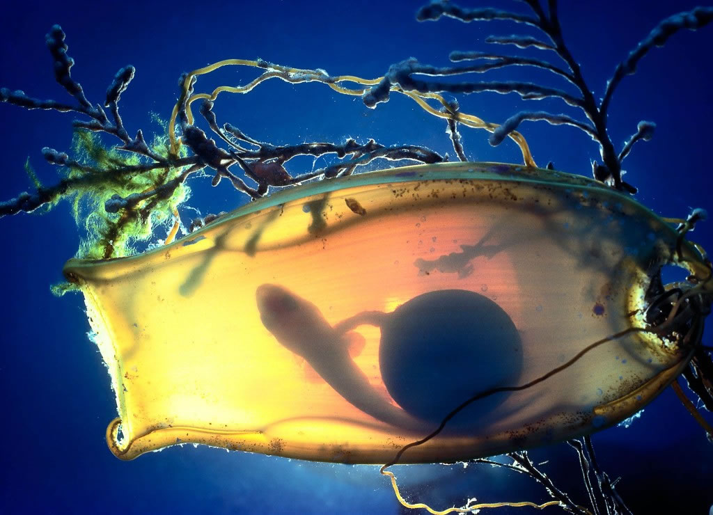 污斑头鲛可见于日本、韩国、中国大陆和台湾的外海。 Photograph by Brian Skerry, National Geographic Creativ