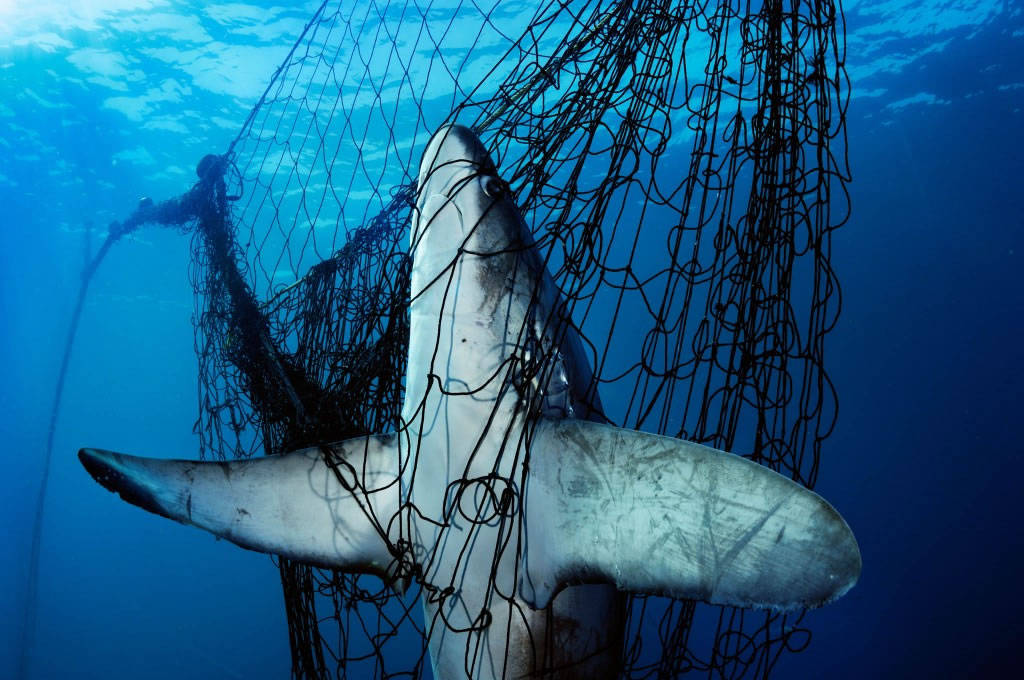 幽灵网：这只狐鲛是被称为幽灵网的弃置渔具的无辜受害者。 Photograph by Brian Skerry, National Geographic Crea