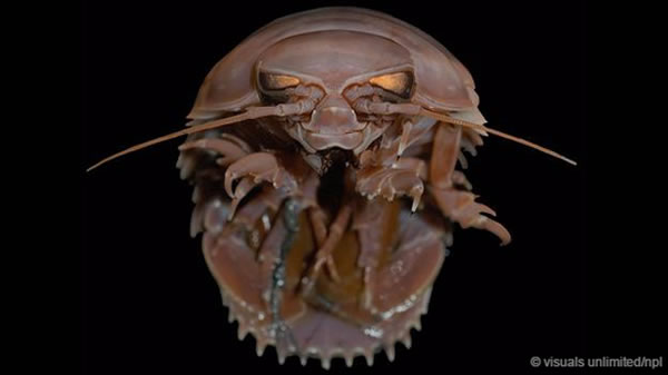 栖息在深海底部的大王具足虫(Bathynomus giganteus)