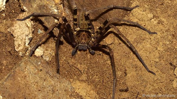 最大的蜘蛛能长到30厘米：巨蟹蛛Heteropoda maxima