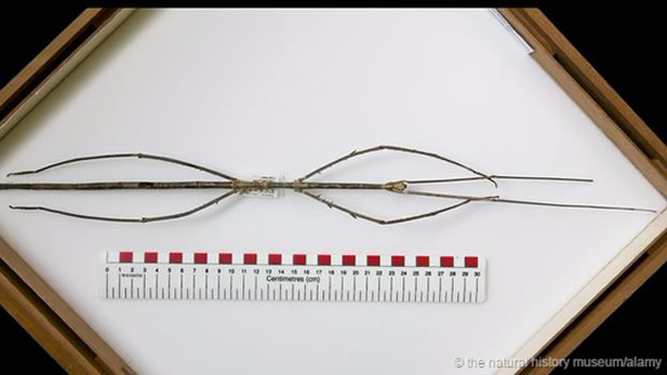 世界上最长的昆虫：婆罗洲的陈氏竹节虫(Phobaeticus chani)