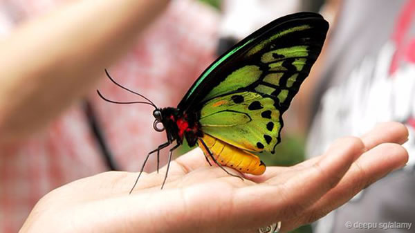 巴布亚新几内亚的巨型蝴蝶——亚历山大鸟翼凤蝶(Ornithoptera alexandrae)