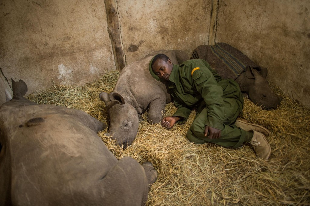 在肯尼亚的欧尔佩捷塔自然资源管理机构（Ol Pejeta Conservancy），一名男子躺在失去母亲的小犀牛身旁。 PHOTOGRAPH BY AMI VI