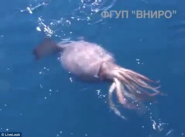 目前尚不清楚海员们拍摄的是一条巨型鱿鱼，还是体型更大的大王酸浆鱿。