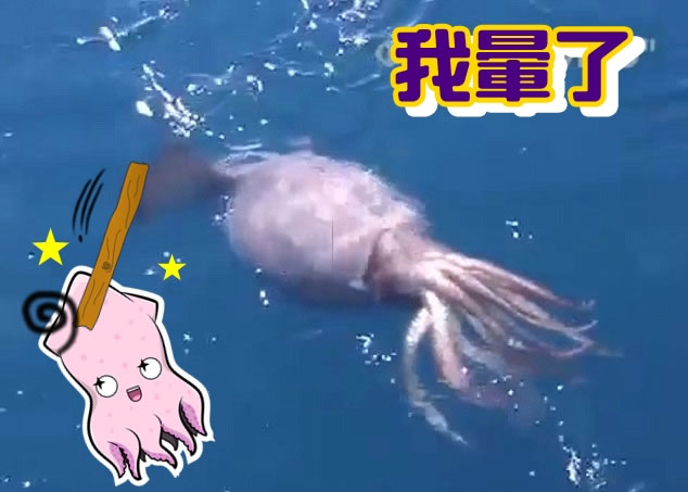 巨型乌贼相信有数呎长