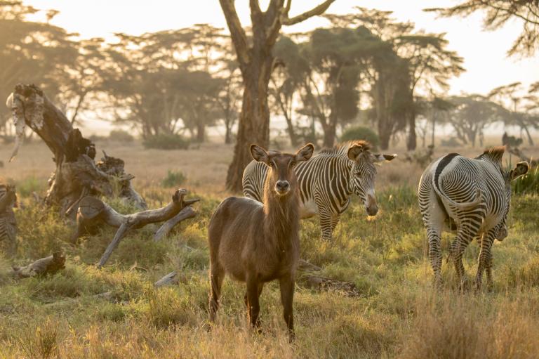 艾美．维泰尔在肯亚的莱瓦野生动物保护区（Lewa Wildlife Conservancy）拍下了这张野生动物的照片。 Photograph by Ami Vi