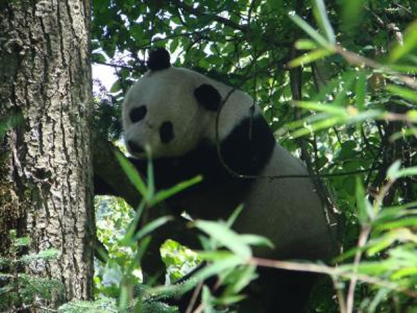 在树上的一只野生大熊猫