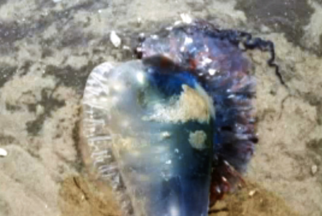 美国新泽西州海岸出现类似水母的怪异生物“葡萄牙战舰”