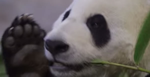 大熊猫为什么这么懒？