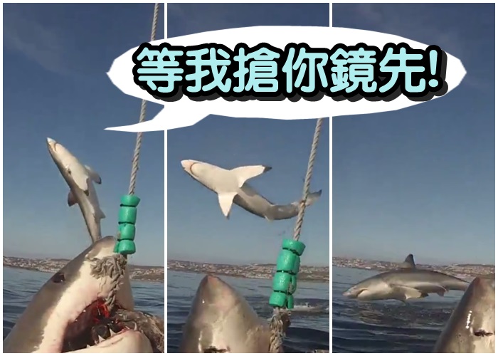 南非莫塞尔湾拍得鲨鱼凌空飞起一幕