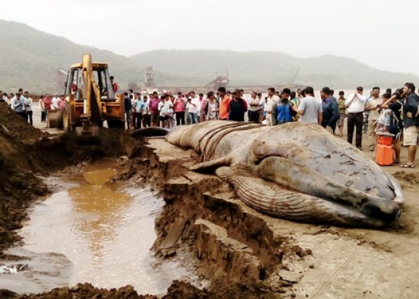 蓝鲸最后缺水死亡