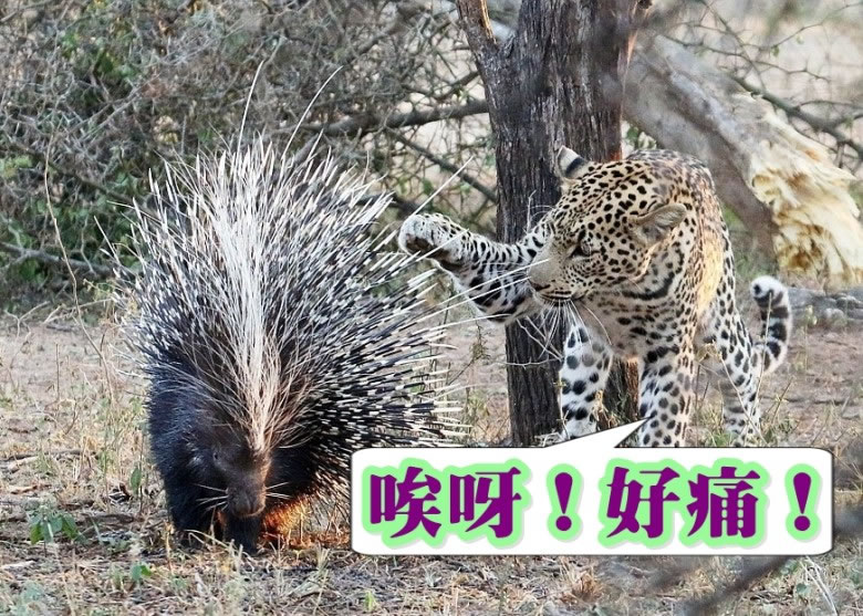 花豹伸爪触碰带刺的箭猪