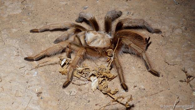 墨西哥金背（学名：Aphonopelma chalcodes）