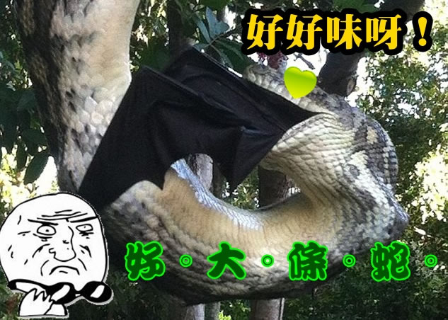 蟒蛇张开血盘大口，把大蝙蝠吞下。