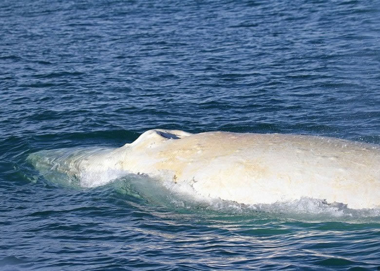 全球唯一的白色座头鲸Migaloo，现身于新西兰海岸。