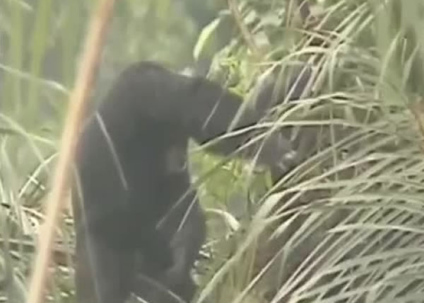 黑猩猩喝完树液后会有酒醉迹象