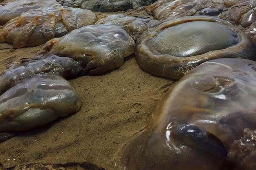 海洋中的化学成分改变可能是吸引水母在该海域出现的原因之一