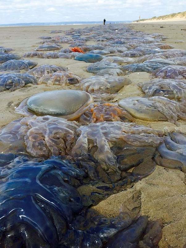 这些水母有可能被潮水带回到海洋中
