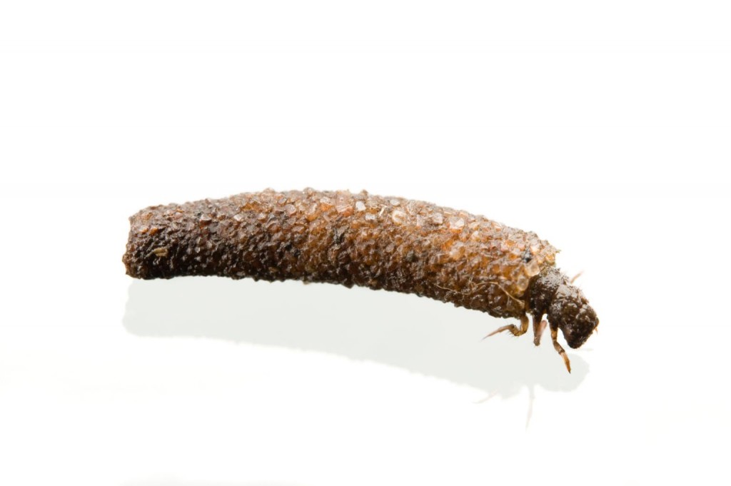 一只石蛾穿着从环境中取得的材料所制成的防御盔甲。 PHOTOGRAPH BY JOEL SARTORE, NATIONAL GEOGRAPHIC CREATIV