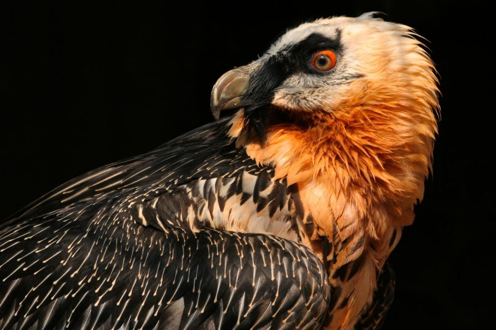 一只胡兀鹫的羽毛为富含铁的土壤染成红色。 PHOTOGRAPH BY ROBYWILDLIFE, ALAMY