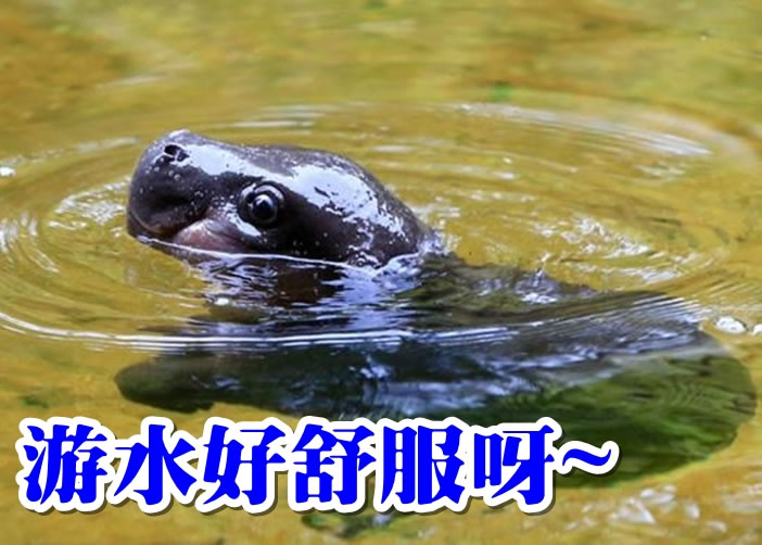 Obi在池中游泳，非常享受。