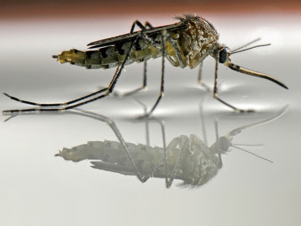 蚊子为何能“水上漂”：通过改变跗节接触水面的角度来调整支撑力度