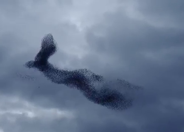 群雀在天空中拼凑出一只巨鸟
