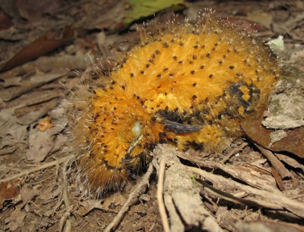 亚马逊丛林中的鸟类——烟灰悲雀(Cinereous Mourner)伪装成颜色鲜亮的有毒毛虫躲避天敌
