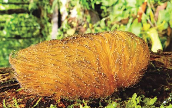 亚马逊丛林中的鸟类——烟灰悲雀(Cinereous Mourner)伪装成颜色鲜亮的有毒毛虫躲避天敌