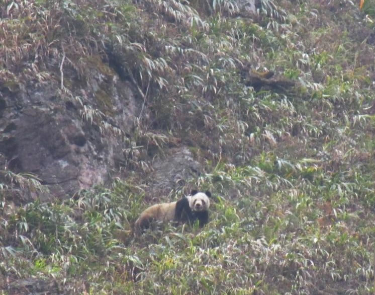 大熊猫察觉自己被发现后，迅速地朝大山里跑去。