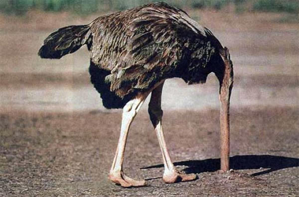 鸵鸟为何喜欢把头埋在沙地里？可能是躲避捕食者策略