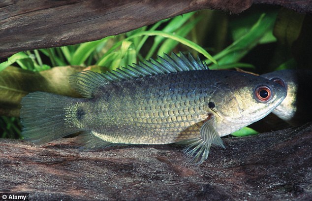 巴布亚新几内亚生活着一种非常奇特的“爬树鲈鱼”(climbing perch)