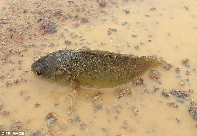 巴布亚新几内亚生活着一种非常奇特的“爬树鲈鱼”(climbing perch)