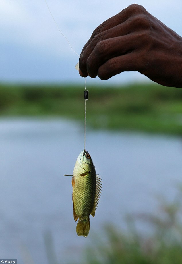 巴布亚新几内亚生活着一种非常奇特的“爬树鲈鱼”(climbing perch)