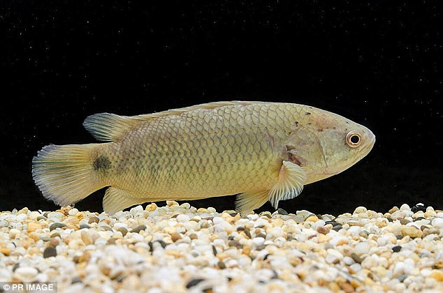 巴布亚新几内亚生活着一种非常奇特的“爬树鲈鱼”(climbing perch)