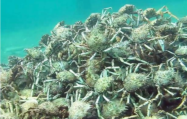 澳大利亚墨尔本附近海岸发现罕见奇观：千余只蜘蛛蟹在海底排成壮观的金字塔形状