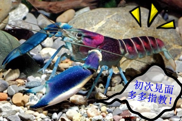 新龙虾名为“Cherax pulcher”。