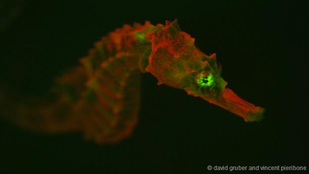 此前人们只在珊瑚和水母的身上发现过生物荧光现象，并大大推进了人类医学事业的进步。在陆地上，我们的眼睛可以看到全光谱的各种色彩，而当你潜入水下，你将很快损失红光和