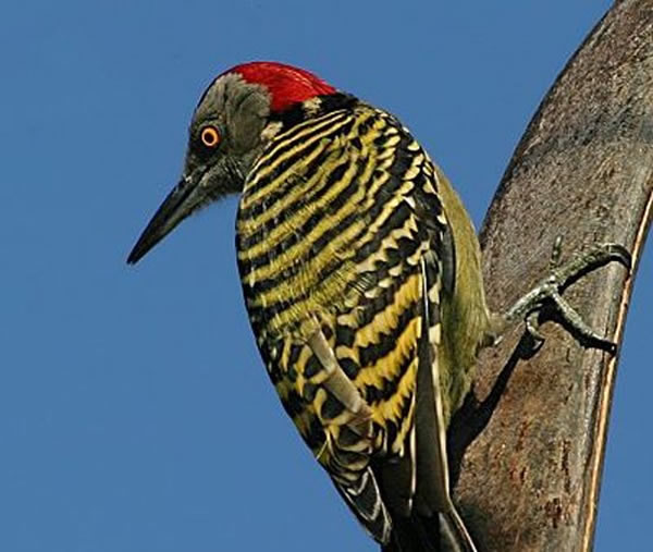 啄木鸟（woodpecker）