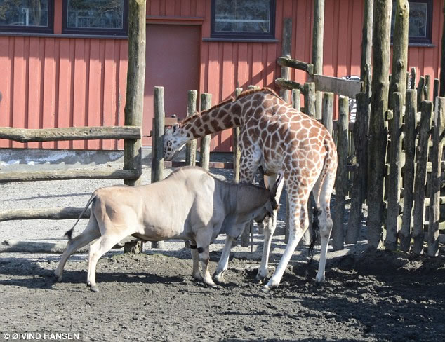 挪威动物园（Kristiansand zoo）发生羚羊袭击长颈鹿事件
