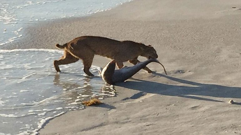 疑似饿过头的山猫跳进海中捕获鲨鱼