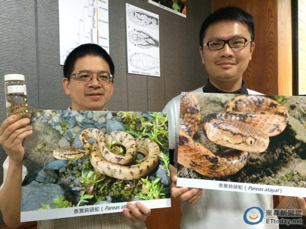 台师大生命科学系研究生游崇玮（右）、副教授林思民（左）团队发现新种「泰雅钝头蛇」。（图／记者杨佳颖摄）