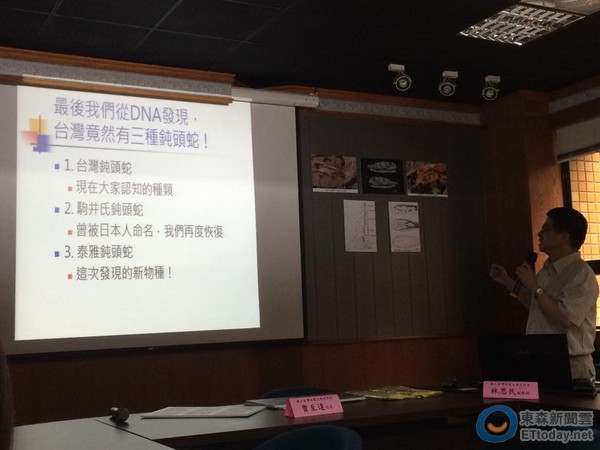 台湾新种蛇类「泰雅钝头蛇」黄眼无毒。（图／游崇玮摄，台师大提供）